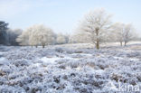 Gasterse Duinen