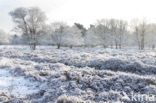 Gasterse Duinen