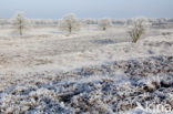 Gasterse Duinen