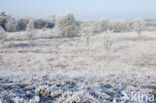 Gasterse Duinen