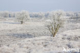 Gasterse Duinen