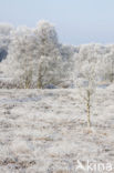 Gasterse Duinen