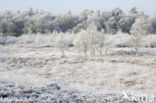 Gasterse Duinen