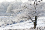 Gasterse Duinen