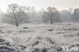 Gasterse Duinen