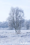 Gasterse Duinen