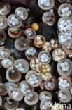 Crucibulum crucibuliforme