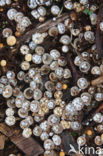 Crucibulum crucibuliforme