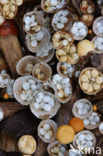 Crucibulum crucibuliforme