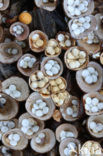 Crucibulum crucibuliforme
