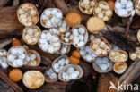 Crucibulum crucibuliforme