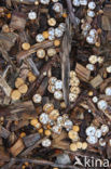 Crucibulum crucibuliforme