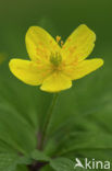 Yellow Anemone (Anemone ranunculoides)