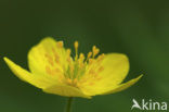 Yellow Anemone (Anemone ranunculoides)