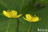 Yellow Anemone (Anemone ranunculoides)