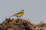 Gele Kwikstaart (Motacilla flava) 