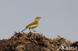 Gele Kwikstaart (Motacilla flava) 