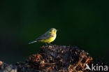 Gele Kwikstaart (Motacilla flava) 