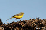 Gele Kwikstaart (Motacilla flava) 