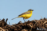 Gele Kwikstaart (Motacilla flava) 