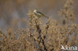 Gele Kwikstaart (Motacilla flava) 