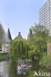 golden weeping willow (Salix x chrysocoma )