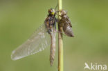 Gevlekte witsnuitlibel (Leucorrhinia pectoralis) 