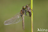 Gevlekte witsnuitlibel (Leucorrhinia pectoralis) 