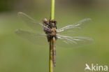 Gevlekte witsnuitlibel (Leucorrhinia pectoralis) 