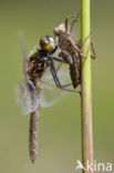 Gevlekte witsnuitlibel (Leucorrhinia pectoralis) 