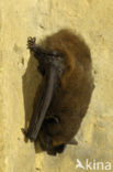 Gewone dwergvleermuis (Pipistrellus pipistrellus)