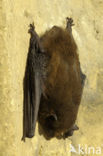 Gewone dwergvleermuis (Pipistrellus pipistrellus)