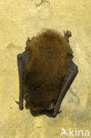 Gewone dwergvleermuis (Pipistrellus pipistrellus)