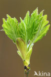 Gewone esdoorn (Acer pseudoplatanus)