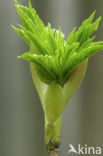 Gewone esdoorn (Acer pseudoplatanus)