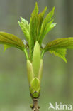 Gewone esdoorn (Acer pseudoplatanus)