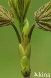 Gewone esdoorn (Acer pseudoplatanus)