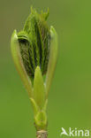 Sycamore (Acer pseudoplatanus)