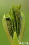 Gewone esdoorn (Acer pseudoplatanus)