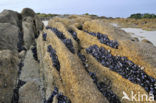 Common mussel (Mytilus edulis)