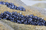 Common mussel (Mytilus edulis)