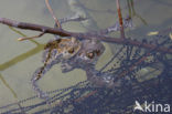 Common Toad (Bufo bufo)