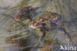 Gewone pad (Bufo bufo)