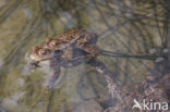 Gewone pad (Bufo bufo)