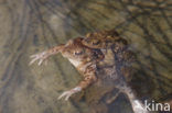 Gewone pad (Bufo bufo)