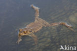 Common Toad (Bufo bufo)