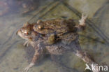 Gewone pad (Bufo bufo)