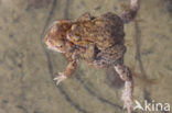 Gewone pad (Bufo bufo)