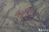 Gewone pad (Bufo bufo)