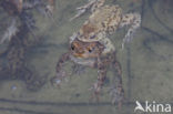 Gewone pad (Bufo bufo)